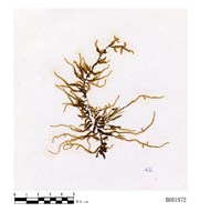 藏品(曲枝平苔)的圖片